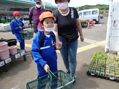 「苗がたくさんあるよ～〕