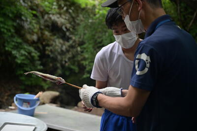 ニジマスの串打ちを教わりました