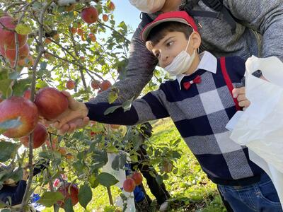 赤いりんごをとるよー