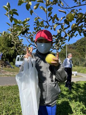 おいしそうなりんごが採れました