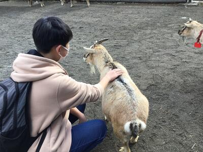 動物に触りました